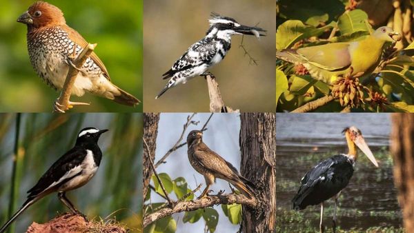 Nauradehi Sanctuary: बाघों के घर में छह राज्यों के विशेषज्ञ खोज रहे 'पक्षियों' का 'संसार'