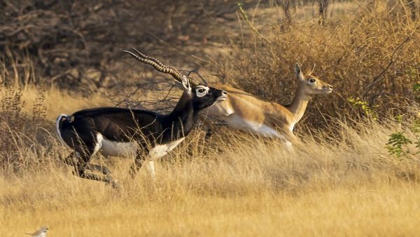 Blackbuck : काले हिरण के संघर्ष का 'राज', 12 Stool के DNA उठाएंगे रहस्य से पर्दा