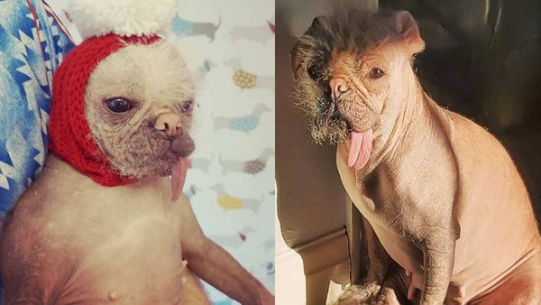 डॉग है या फिर बंदर, कन्फ्यूज कर देगा ये अजूबा जीव ! 4 साल बाद भी नहीं मिली पहचान