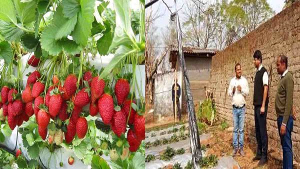 जशपुर के किसान ने 25 एकड़ में लगाए स्ट्रॉबेरी के पौधे, अब हो रही बम्पर कमाई, किसानों के लिए बने मिसाल