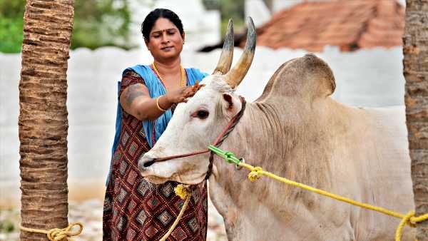Jallikattu अब केवल पुरुषों तक ही सीमित नहीं, सामाजिक पूर्वाग्रहों को तोड़ रहीं Keerthana बनीं मिसाल