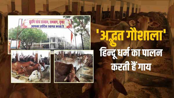 अद्भुत : इस गौशाला में गोत्र विधि का होता है पालन, एक गाय की बछिया और बछड़े को भाई बहन के रूप में देखा जाता है