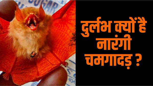Painted bat: छत्तीसगढ़ के कांगेर नेशनल पार्क में मिला 'संकटग्रस्त' नारंगी चमगादड़, दुर्लभ क्यों है जानिए