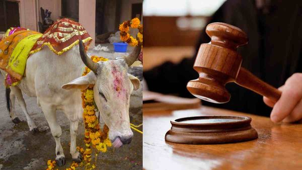 Cow Slaughter पर बोले गुजरात की अदालत के जज- गोवध बंद हो जाएं तो धरती की तमाम परेशानियां खत्म !