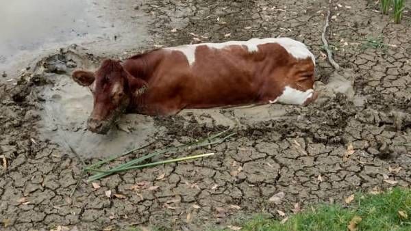 एक गाय को 24 घंटे के अंदर दो बार बचाया, पहले मॉल में घुसी फिर दलदल में धंसी, देखें Video