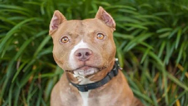 हरियाणा: वफादार कुत्ते ने मालिक के लिए दे दी जान, भैंस ने किया था शख्स पर हमला