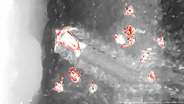 ड्रोन से दिखाई दिए अंडे देते दुर्लभ कछुए