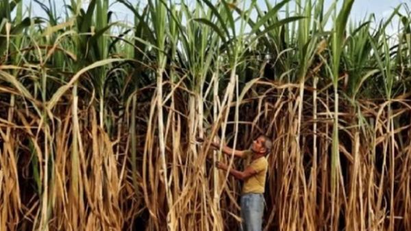 CM खट्टर बोले-गन्ना मिल भारी घाटे में, फिर भी हमने बढ़ाए रेट