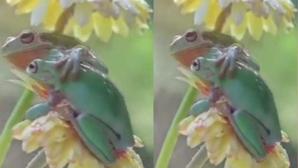 बारिश में बड़े मेढ़क ने छोटे को बचाने के लिए लगाया गले, क्‍यूट Viral video को बार-बार देख रहे लोग