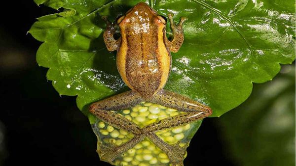 ऑस्ट्रेलिया में मिला इतने किलों का मेंढ़क, वजन जानकर आप भी चौंक जाएंगे