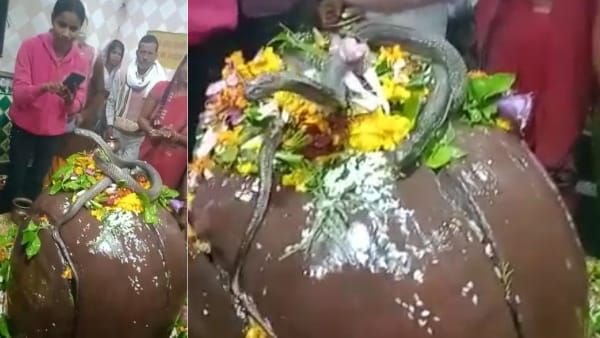 Video: फन फैलाए शिवलिंग से लिपटे दिखे दो नाग, गैबीनाथ धाम में दिखा अद्भुत नजारा