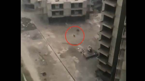 Greater Noida: अजनारा ली गार्डन सोसायटी में 'तेंदुआ' दिखने से मची दहशत, अधिकारियों ने कहा, 'फिशिंग कैट' है