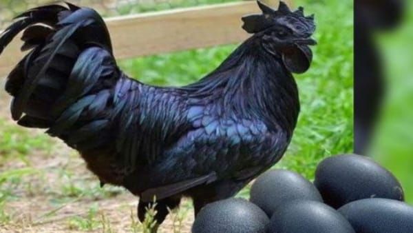 Kadaknath Murga :ग्वालियर के कड़कनाथ मुर्गे से लोग भगा रहे सर्दी, UP, राजस्थान राज्यों में भी भारी डिमांड