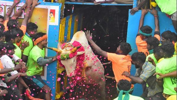 Jallikattu Festival: जानिए आखिर पोंगल के साथ ही क्यों मनाया जाता है जल्लीकट्टू उत्सव
