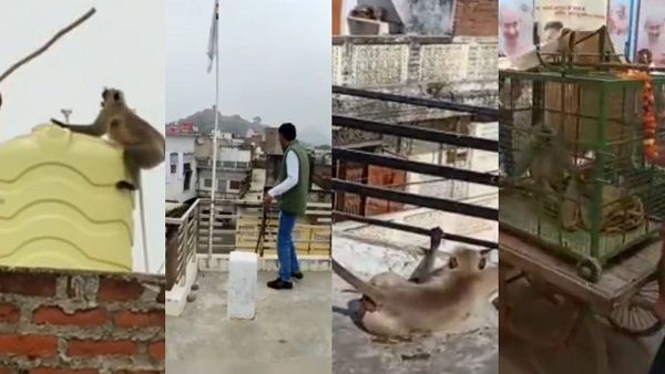 Tikamgarh: तेंदुए के पिंजरे में बंदर कैद, देखने उमड़ी भीड़, शहर को आतंक से मिली मुक्ति
