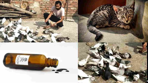 शाहजहांपुर में पडोसी ने 35 कबूतरों को दिया जहर, 'बिल्ली के गायब होने का लिया है बदला' - पीड़ित