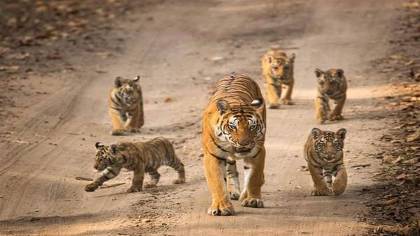 छत्तीसगढ़ के बारनवापारा में गूंजेगी बाघ की दहाड़, मध्य प्रदेश से लाये जायेंगे Tigers 