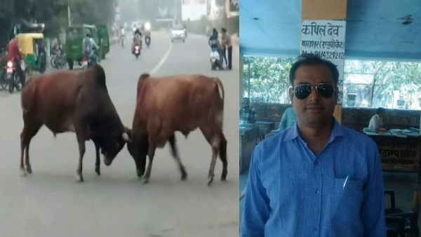 Rajasthan में आवारा सांडों ने वकील पर बोला हमला, वकील शिकायत लेकर जब थाने पहुंचे तो बने यह हालात