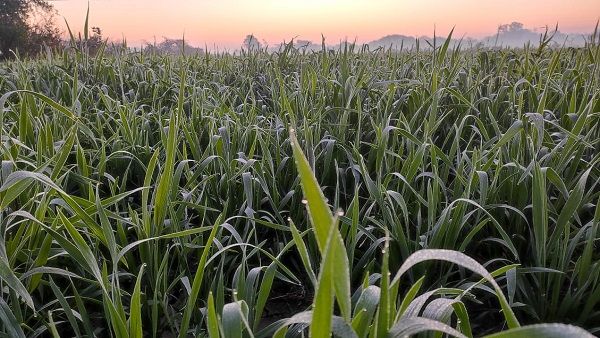 MP Weather Update: नौगांव, दतिया में खून जमा देने वाली सर्दी, खेतों में जमने लगीं ओस की बूंदे