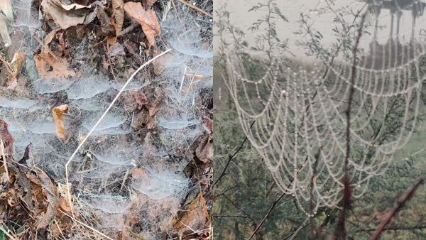 MP Weather Update: नौगांव बना कश्मीर, पारा 'शून्य' डिग्री, पेड़—पौधों पर जम गई बर्फ