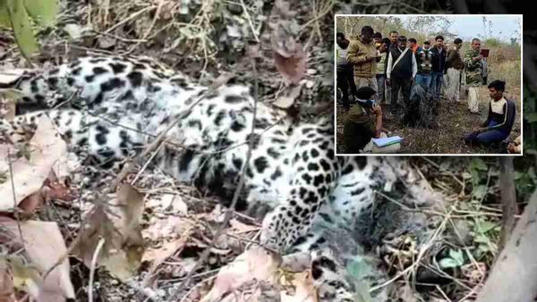 Satna news : फंदा डालकर किया तेंदुए का शिकार, सूंघते हुए शिकारी के खेत पहुँचा डॉग