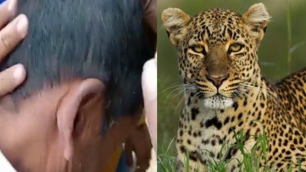 Mirzapur News: तेंदुए ने वृद्ध को किया जख्मी, रेंजर पर किया हमला तो हवा में फायरिंग कर बचाई जान