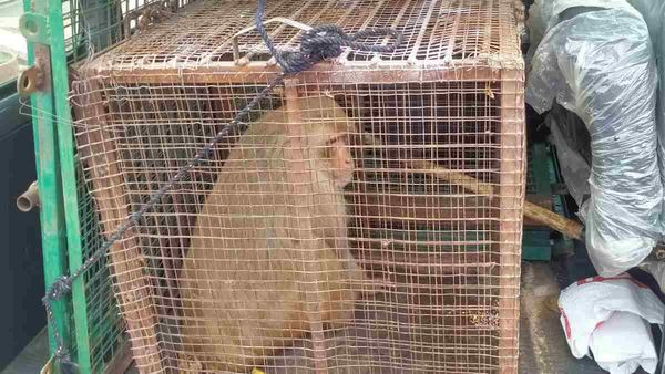 Sagar : मथुरा के एक्सपर्ट को भी छकाता रहा खूंखार बंदर, जबलपुर वालों के शिकंजे में आ गया