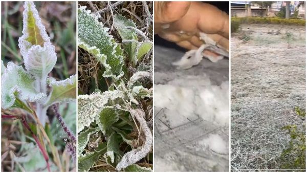 MP Weather Update: बेरहम सर्दी, नौगांव में दूसरे दिन भी पारा 'शून्य', बीना, डिंडौरी में सुबह बर्फ जम गई