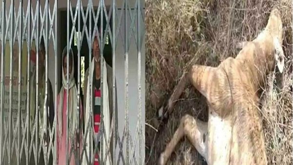 Panna: टाइगर-हायना के बाद अब दो नीलगाय का करंट लगाकर शिकार