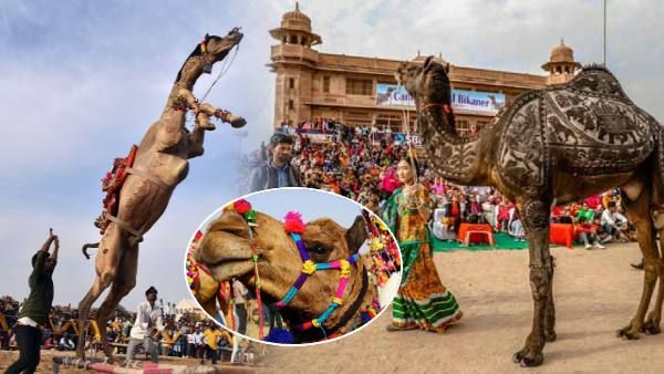 Camel Festival 2023: ऊंटों के डांस से लेकर ब्यूटी कॉन्टेस्ट, देखें बीकानेर के ऊंट महोत्सव में