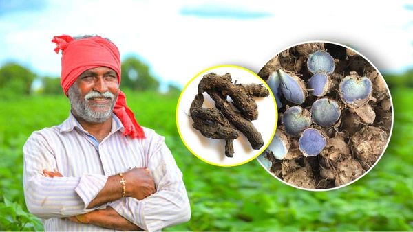 Black Turmeric: स्वास्थ्य और कमाई दोनों के लिए लाभदायक है काली हल्दी 