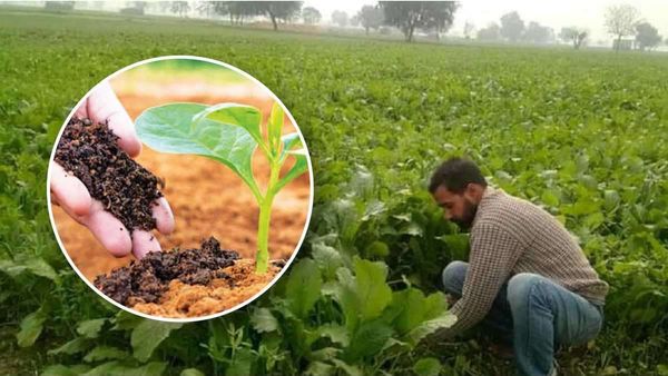 Organic Farming: भारत में बढ़ रही है जैविक खेती की लोकप्रियता
