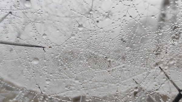 MP Weather Update: देश की नंबर—1 कोल्ड सिटी बना 'नौगांव' माइनस में पारा, कहर ढा रही ठंड