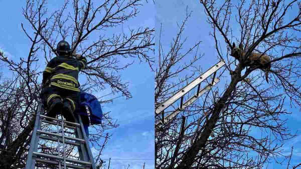 लालच बुरी बला ! शिकार के पीछे दौड़ते कुत्ते की जान संकट में फंसी, फायरफाइटर्स ने बचाया, PHOTOS Viral