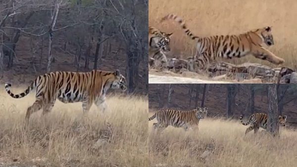 Panna Tiger Reserve: हीरा-पन्ना, धर्म-वीर के बाद अब जय-वीरू की जोड़ी का धमाल
