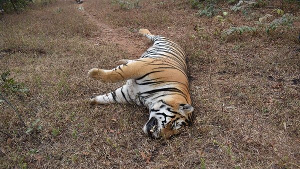 पन्ना टाइगर रिजर्व में करंट लगने से नर बाघ की मौत, छह महीने में चौथा बाघ मरा