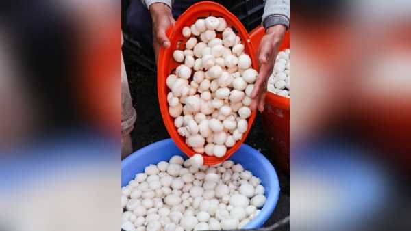 Mushroom Farming : 42 करोड़ रुपये का निवेश, कुकुरमुत्ता की खेती में क्रांति की तैयारी, जानिए बदलाव की स्कीम