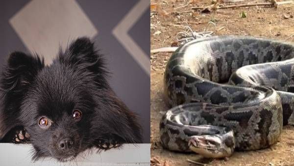 फिल्म की तरह कुत्ते को बचाने के लिए विशाल अजगर से जा भिड़ी महिला, बिना डरे किया मुकाबला, क्या हुआ अंजाम?