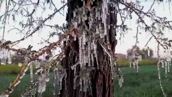 Cold Wave in Rajasthan : सर्दी से ठिठुरा राजस्‍थान, खेतों में पेड़-पौधों पर खिले बर्फ के फूल, देखें VIDEO