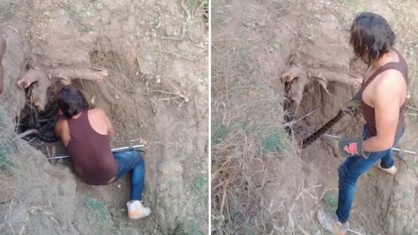 Video : खेत में एक साथ दिखे 5 अजगर, रेस्क्यू में छुटे स्नेक सेवर के पसीने