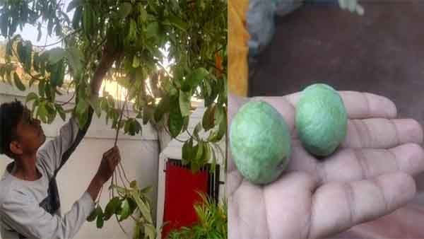 दुर्ग में फला तीन मुखी रुद्राक्ष, जिसे देखने लोगों की लग रही भीड़, महतो परिवार बोला नहीं करेंगे व्यापार