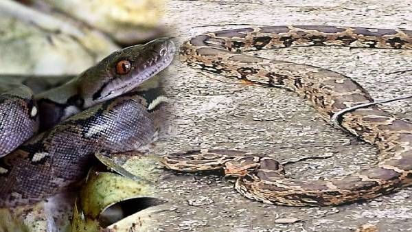 Python Snake In Bihar: प्रदेश में फिर मिला 11 फीट का अजगर, अब तक इन ज़िलों में मिल चुके हैं विशाल अजगर