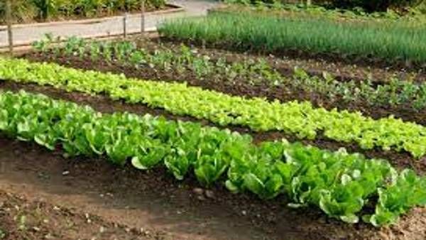 ओडिशा सरकार एक नई 'न्यूट्रिशन एट डोरस्टेप्स' पहल, घर-घर पोषण मिलेगा