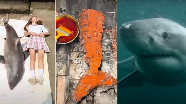 ग्रेट व्हाइट शार्क को पकाकर खाना फूड ब्लॉगर को पड़ा महंगा, क्या हुआ अंजाम?