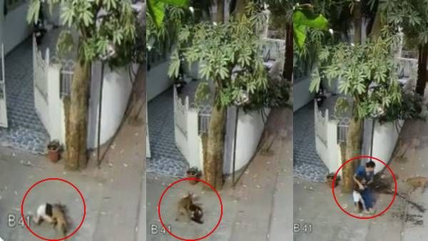 ये वीडियो हर मां-बाप देखें: घर के बाहर आई मासूम पर आवारा कुत्ते ने किया बेरहमी से हमला, गाल का मांस निकाला