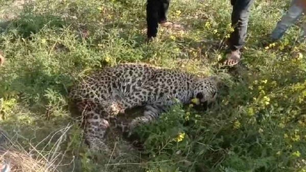 PANNA: अब तेंदुए की मौत, शिकार की आशंका, डेढ़ महीने में दो बाघों का हो चुका शिकार