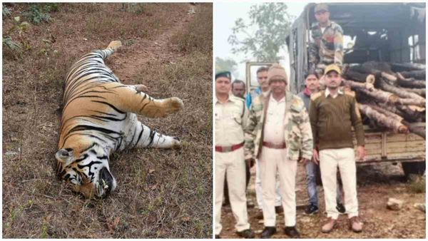 वन विभाग को छका रहा टाइगर का शिकारी, तलाशी में मिले वन्य प्रणियों के अवशेष और सागौन