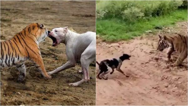 Tiger State MP में बाघों की जान को कुत्तों से खतरा! बफर जोन में कुत्तों का करा रहे वैक्सीनेशन