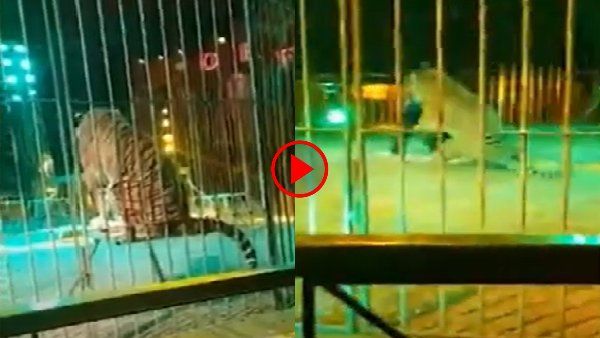 Video : ट्रेनर पर जब कूद पड़ा Tiger, दबोच ली गर्दन, मौत के मुंह से कैसे बच निकला शख्स?
