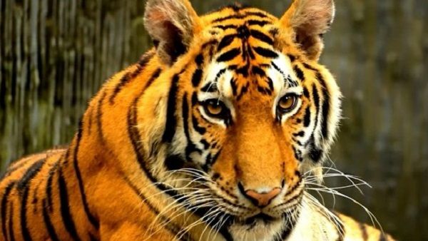 Tiger Project पन्ना की बाघिन से आबाद होगा माधव नेशनल पार्क, जल्द होगी शिफ्टिंग
